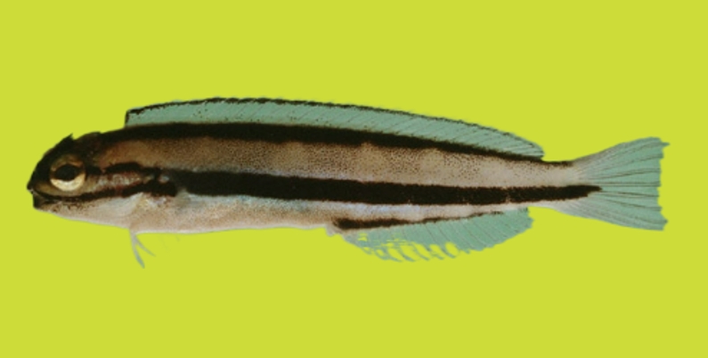 One-striped poison-fang blenny