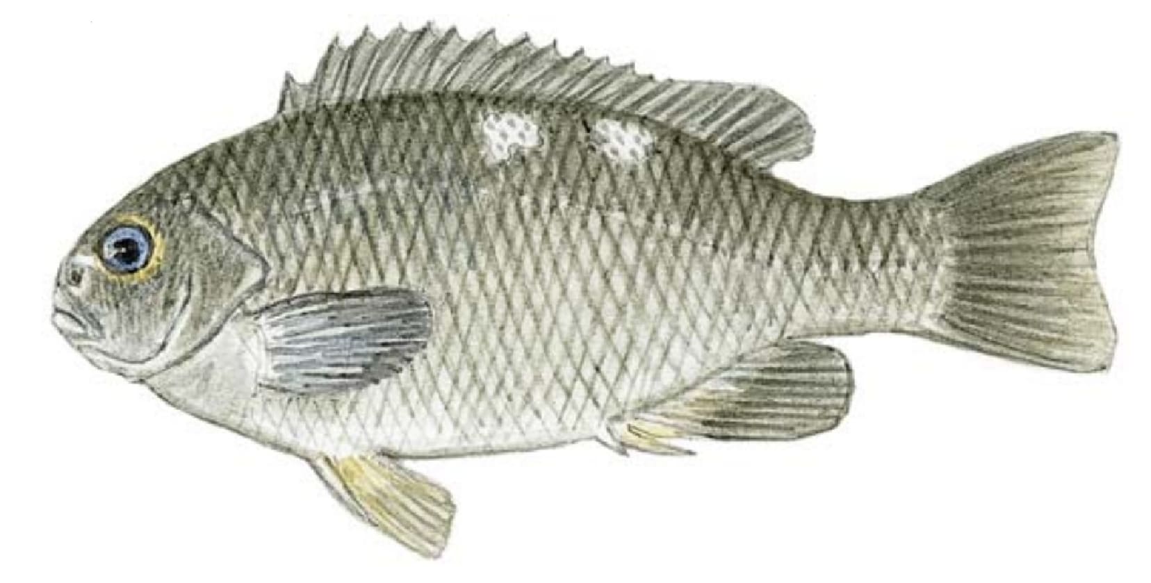 Opaleye