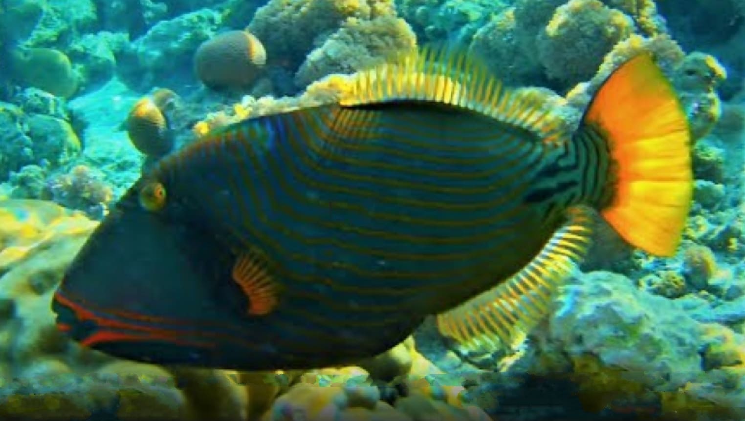 Orange-lined triggerfish