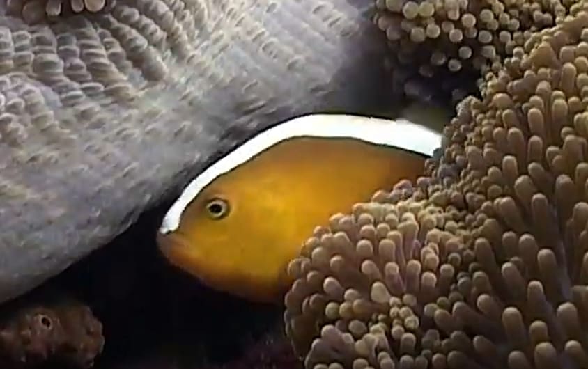 Orange skunk clownfish