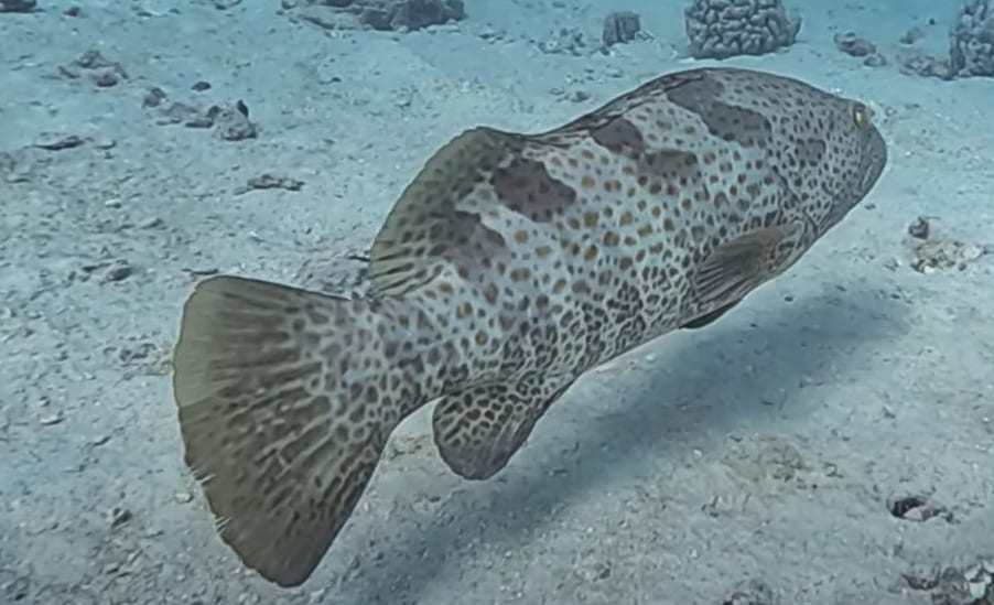 Orange-spotted grouper