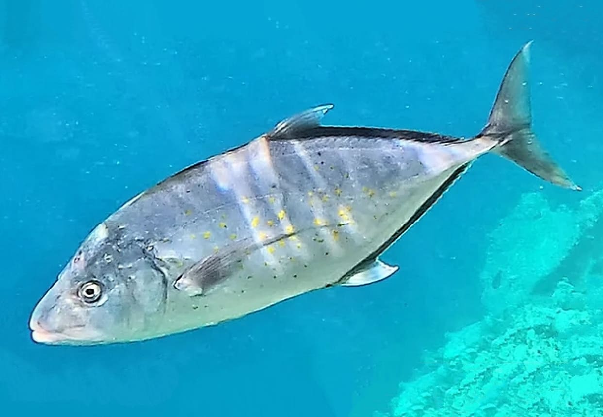 Orange-spotted trevally
