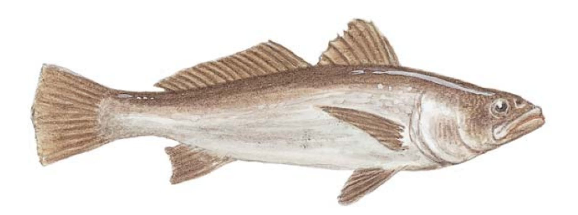 Orangemouth Corvina