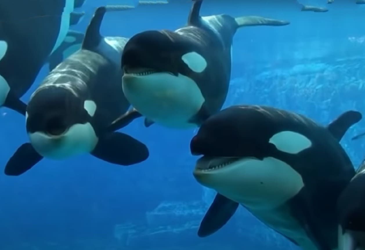Orca