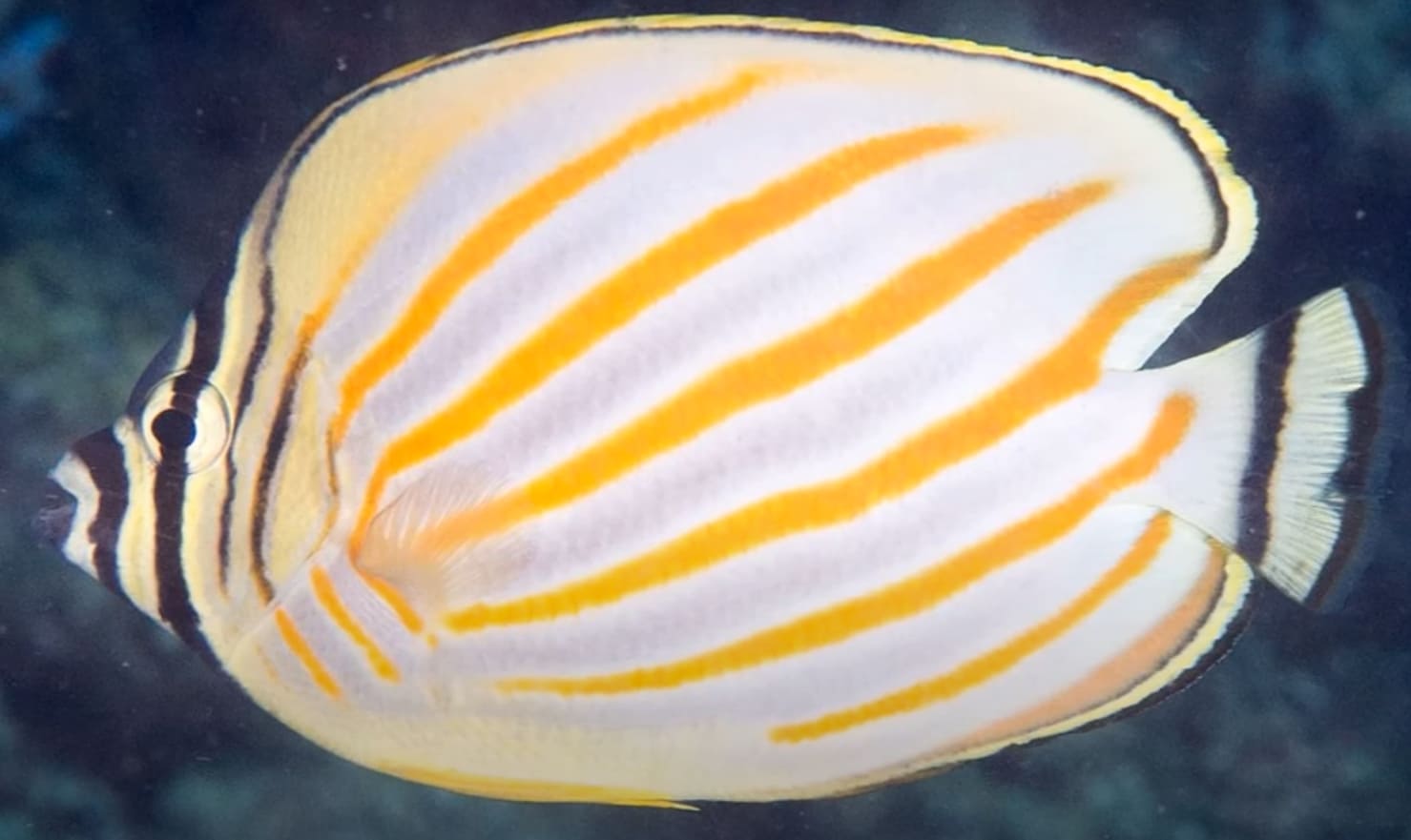 Ornate butterflyfish