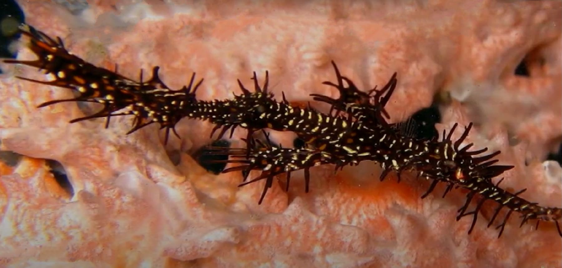 Ornate ghost pipefish