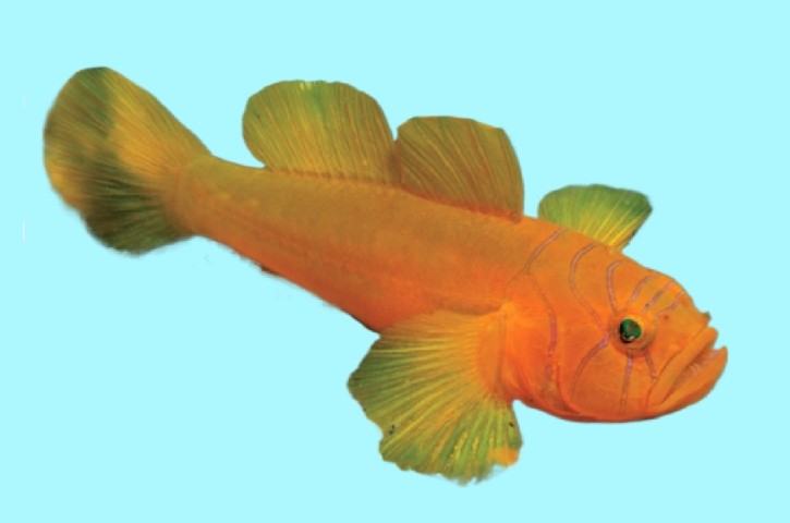 Ornate slippery goby