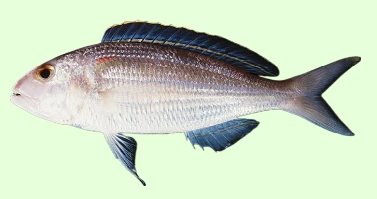 Ornate threadfin bream