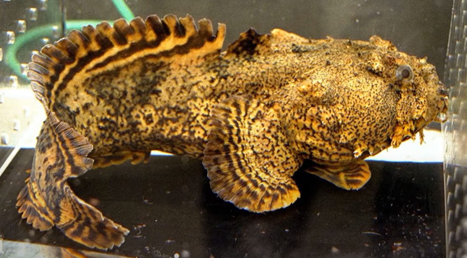 Oyster toadfish