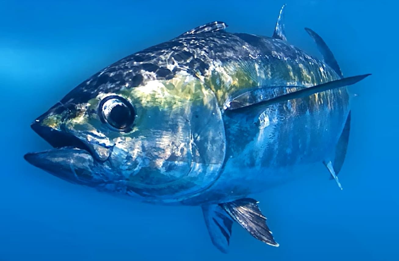 Pacific bluefin tuna
