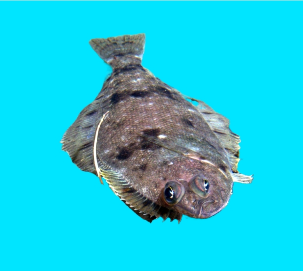Pacific Dover sole