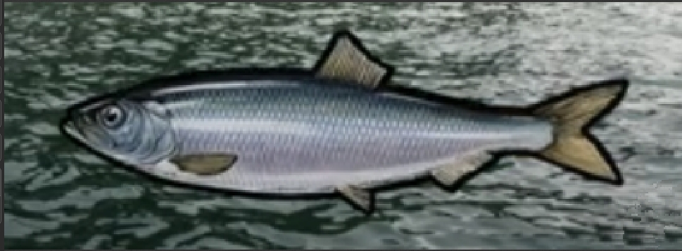 Pacific herring