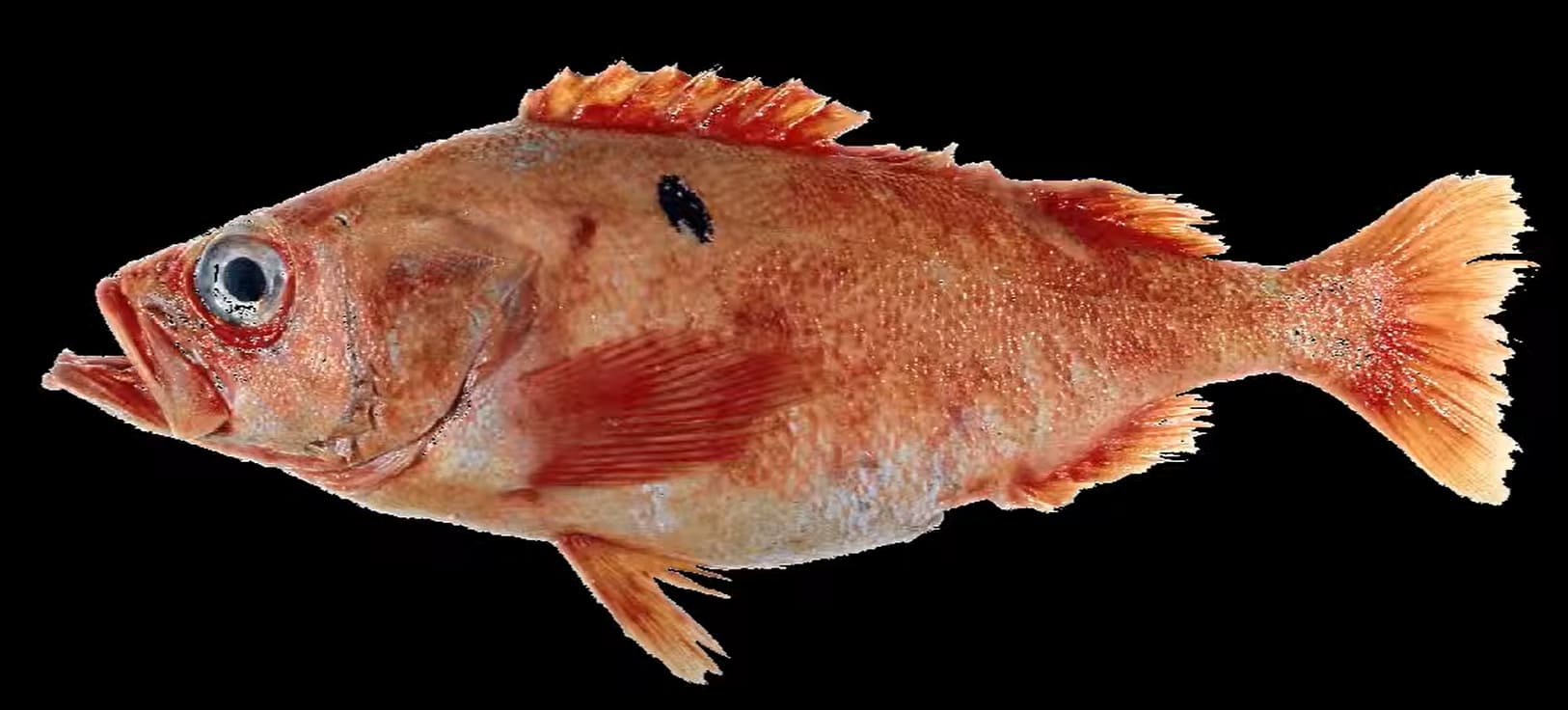 Pacific ocean perch