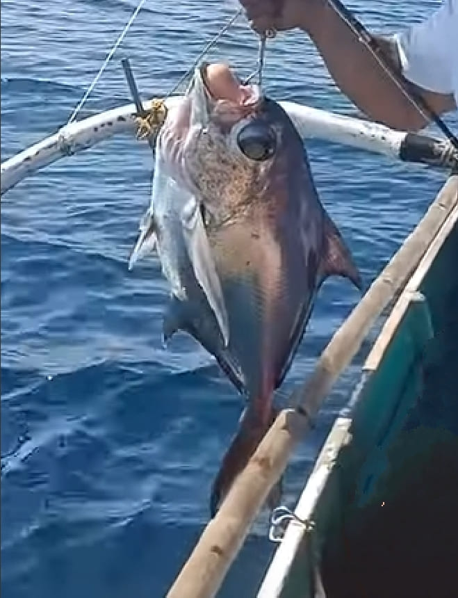 Pacific pomfret
