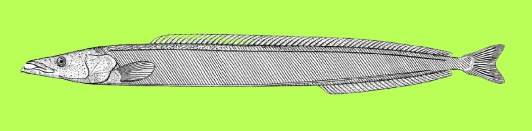 Pacific sand lance
