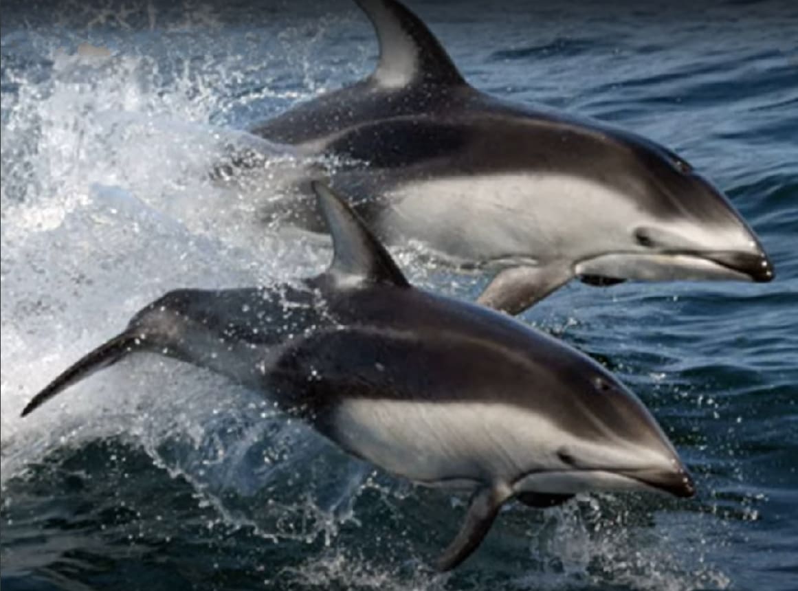 Pacific white-sided dolphin