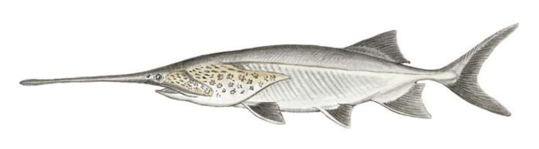 Paddlefish