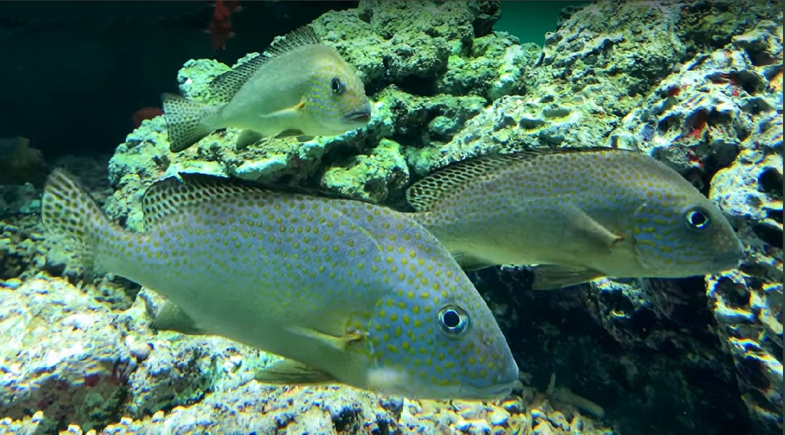 Painted sweetlips
