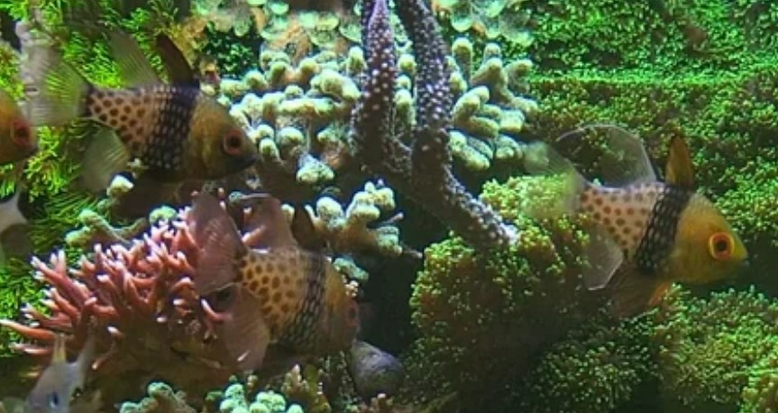 Pajama cardinalfish