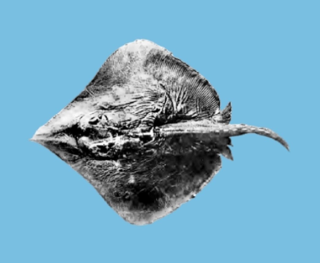 Pale-edged stingray