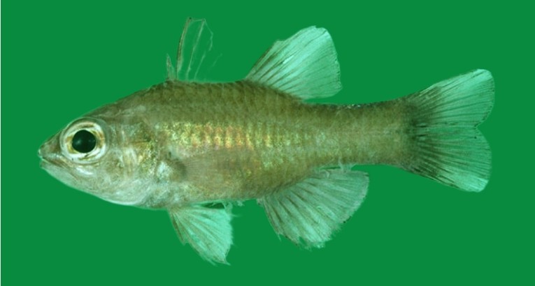 Palestriped cardinalfish