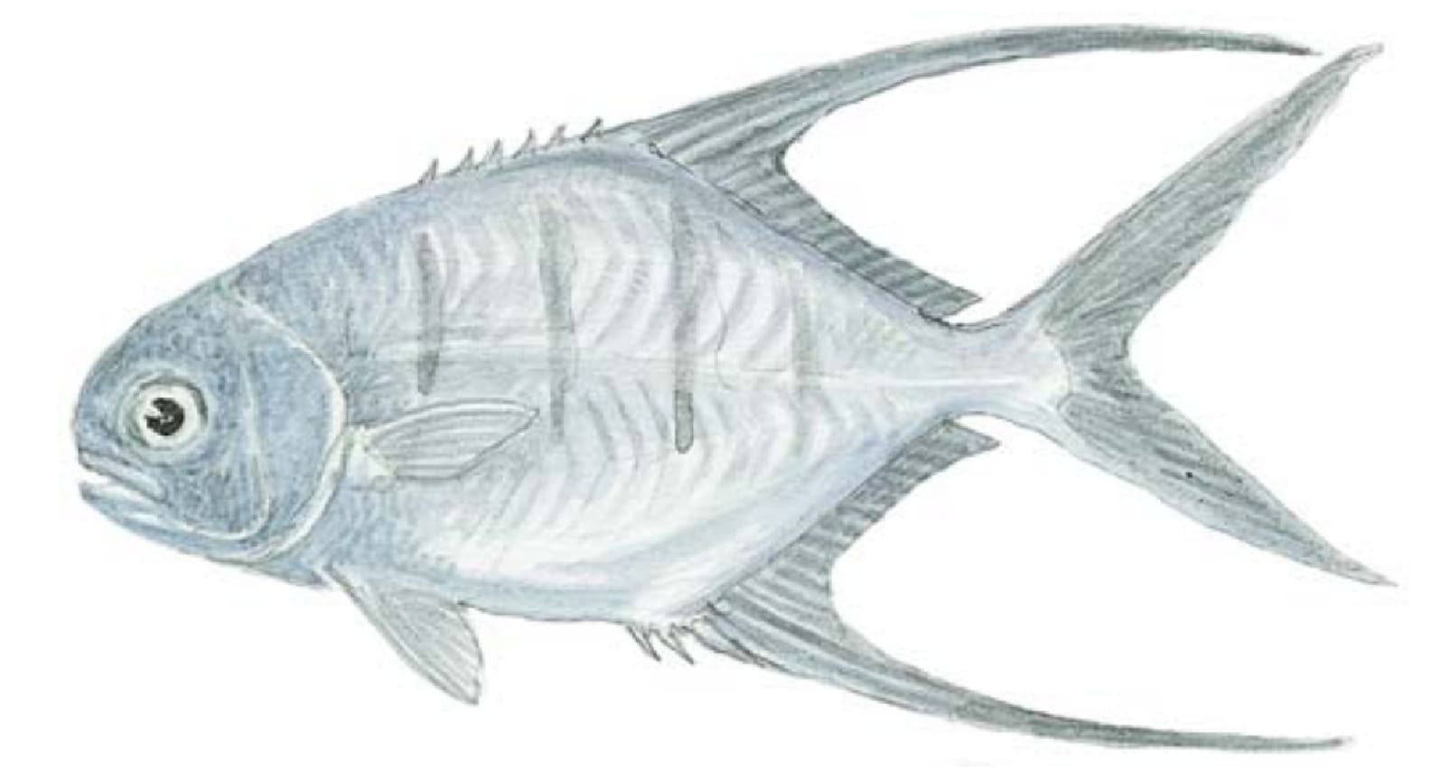 Palometa