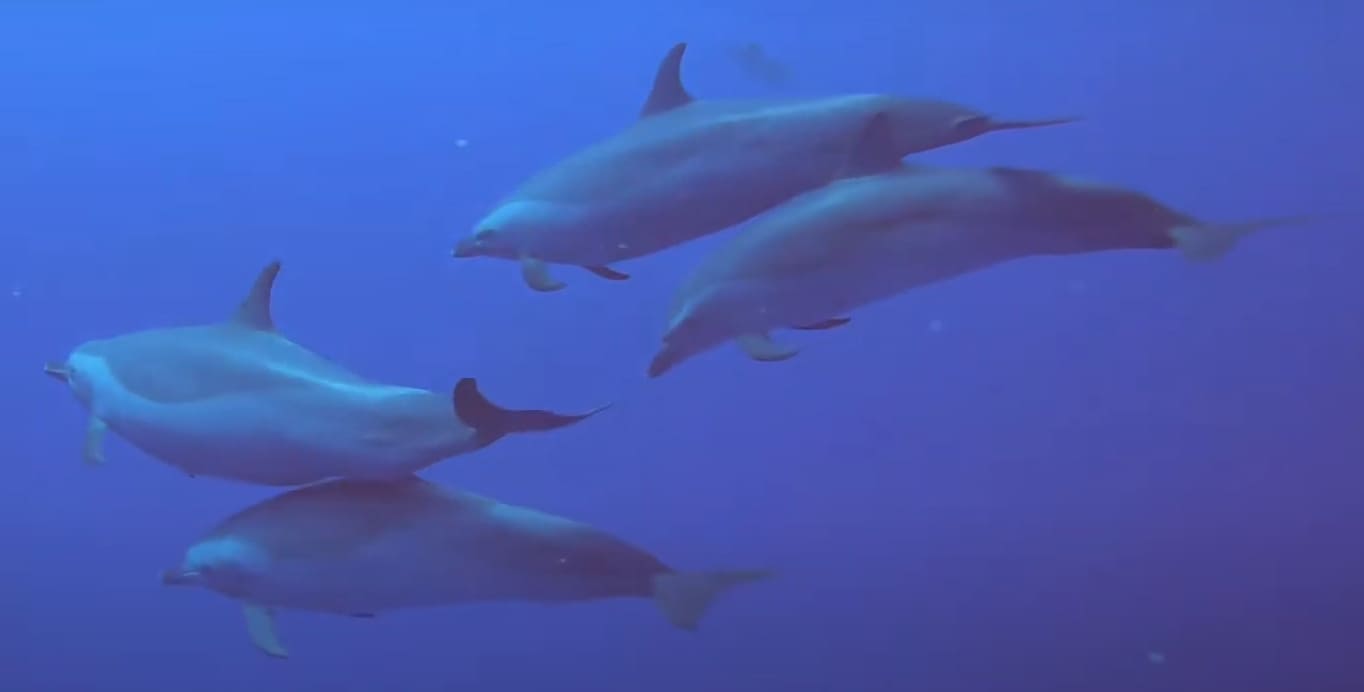 Pantropical spotted dolphin