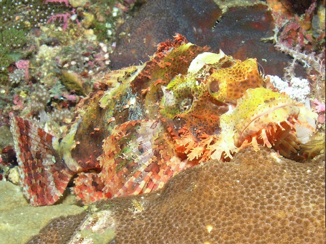 Papuan scorpionfish