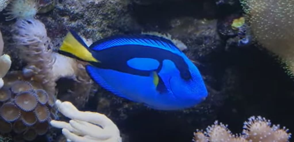 Paracanthurus