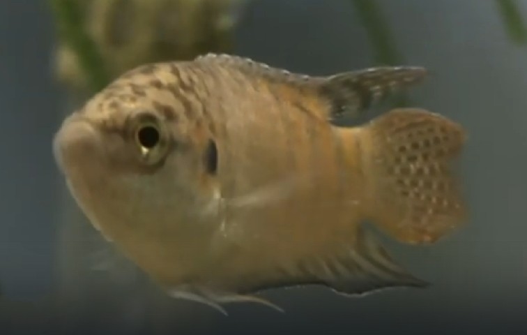 Paradise fish