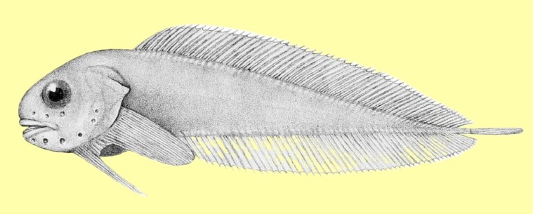 Paraliparis macrocephalus