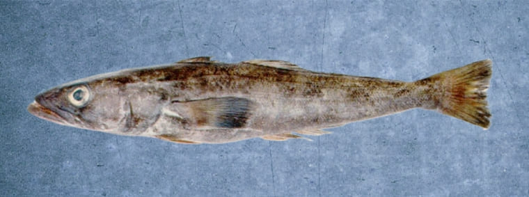 Patagonian toothfish