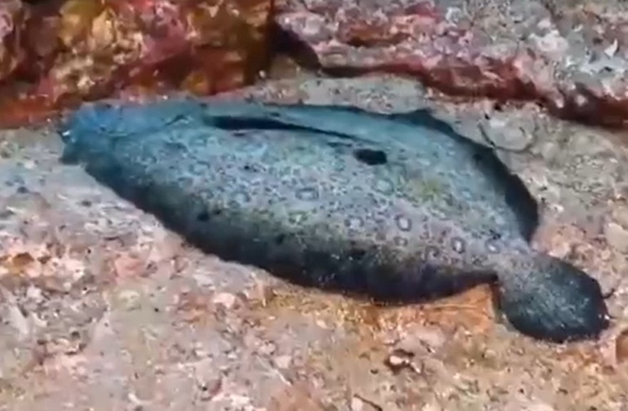 Peacock flounder