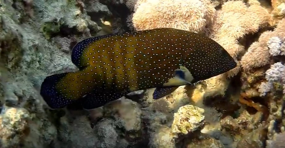 Bluespotted grouper