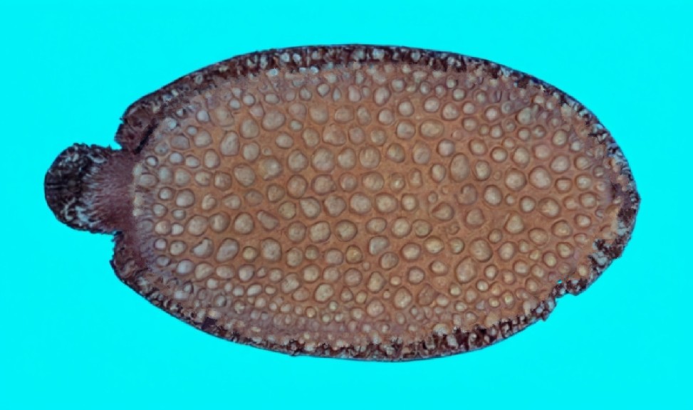 Peacock sole