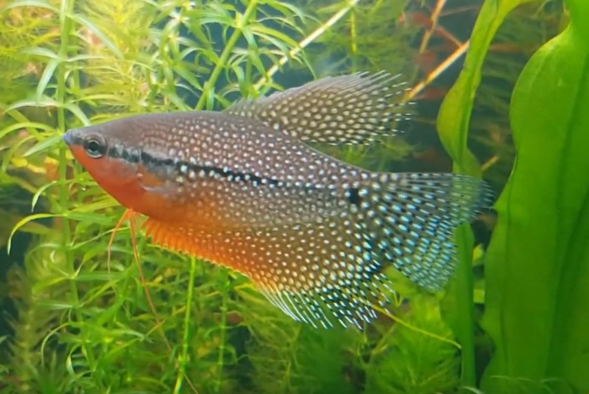 Pearl gourami