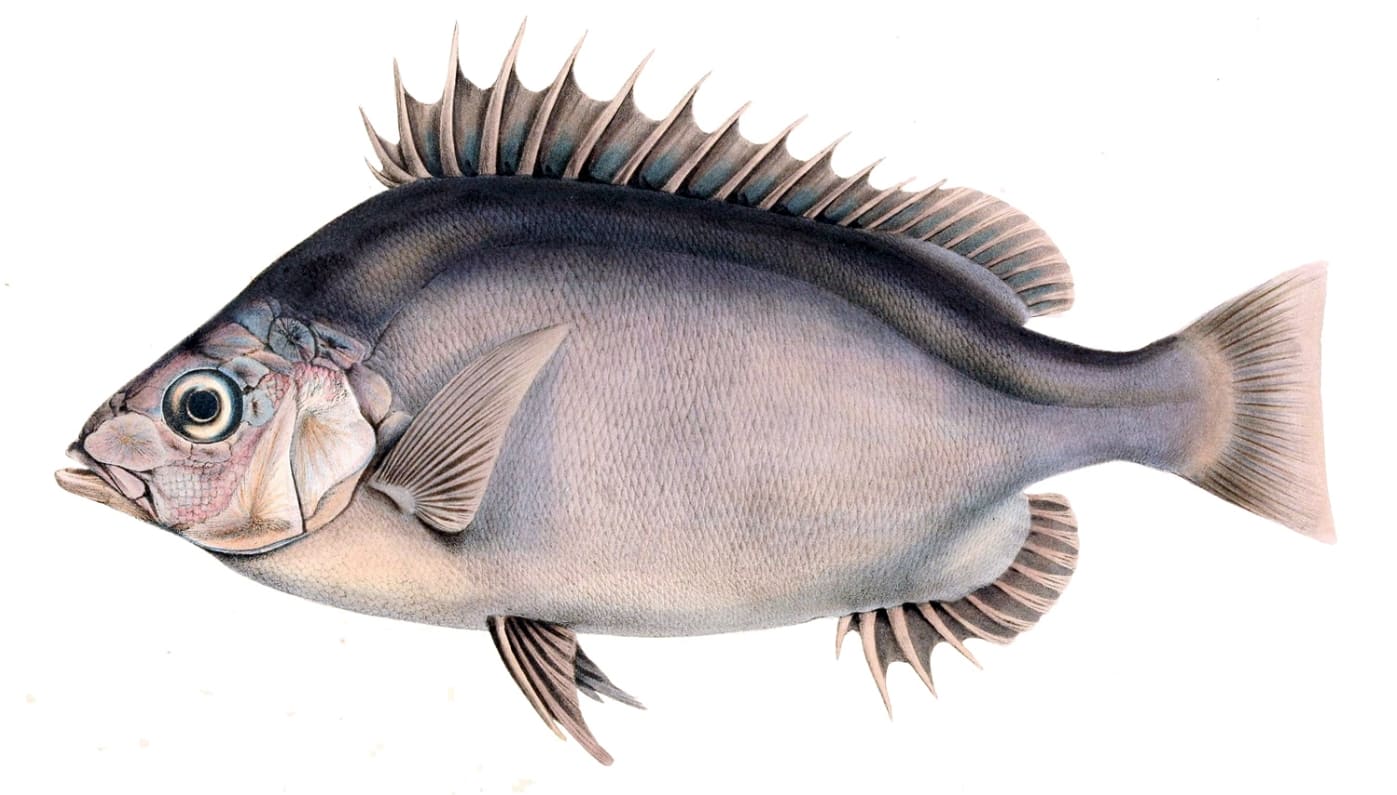 Pelagic armourhead