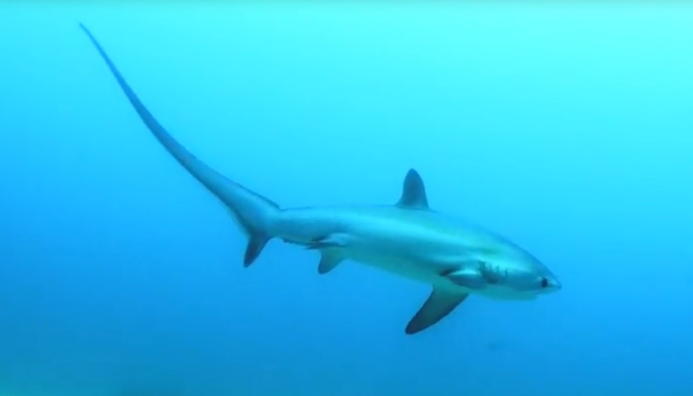 Pelagic thresher