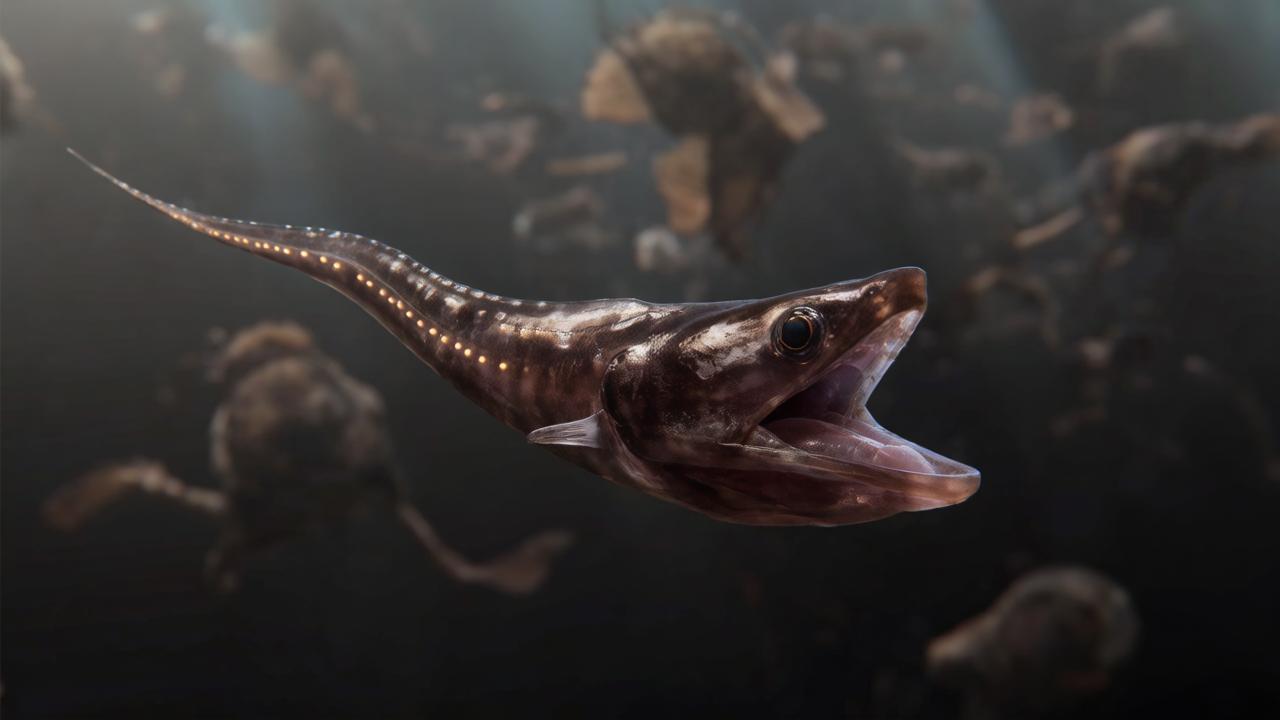 Pelican eel
