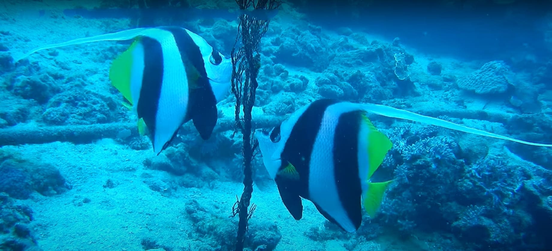 Pennant coralfish
