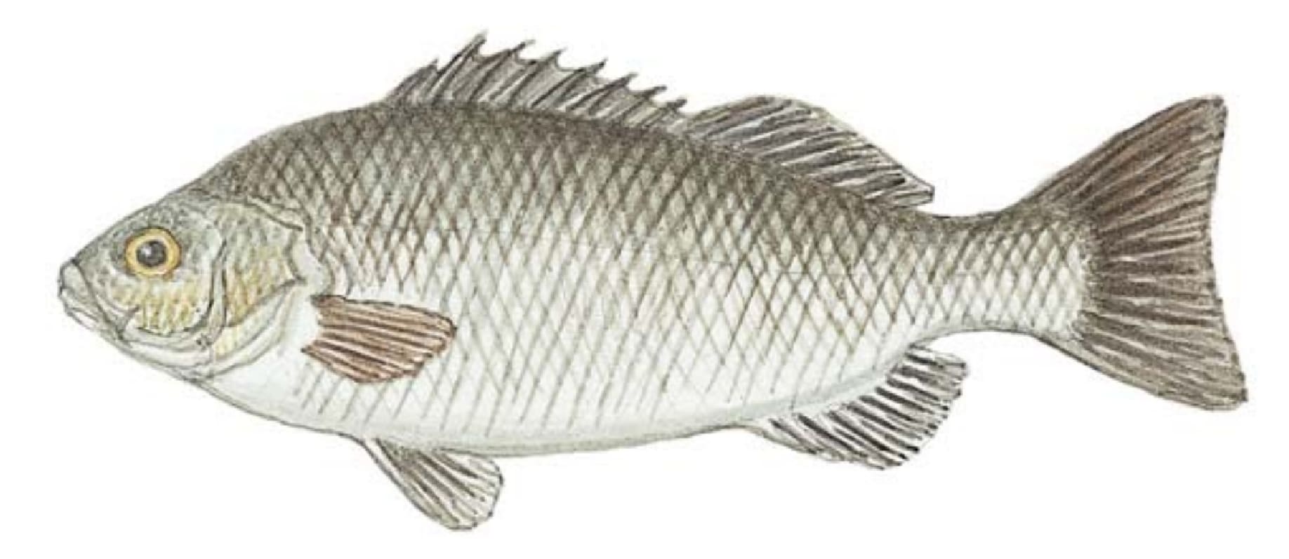Perch, Silver