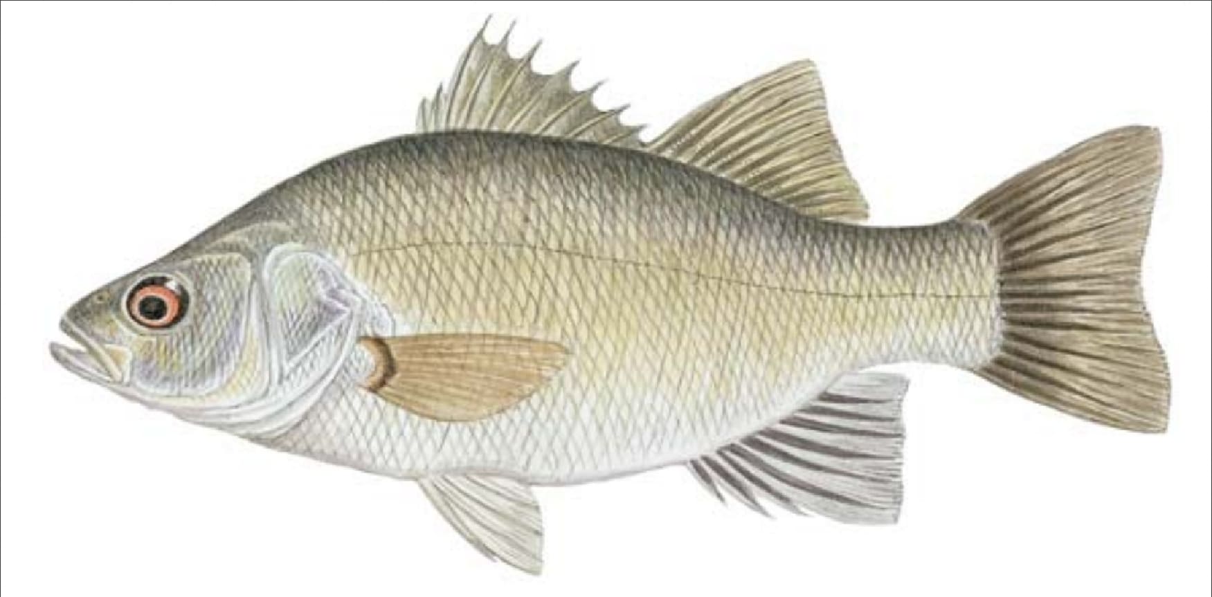 Perch, White