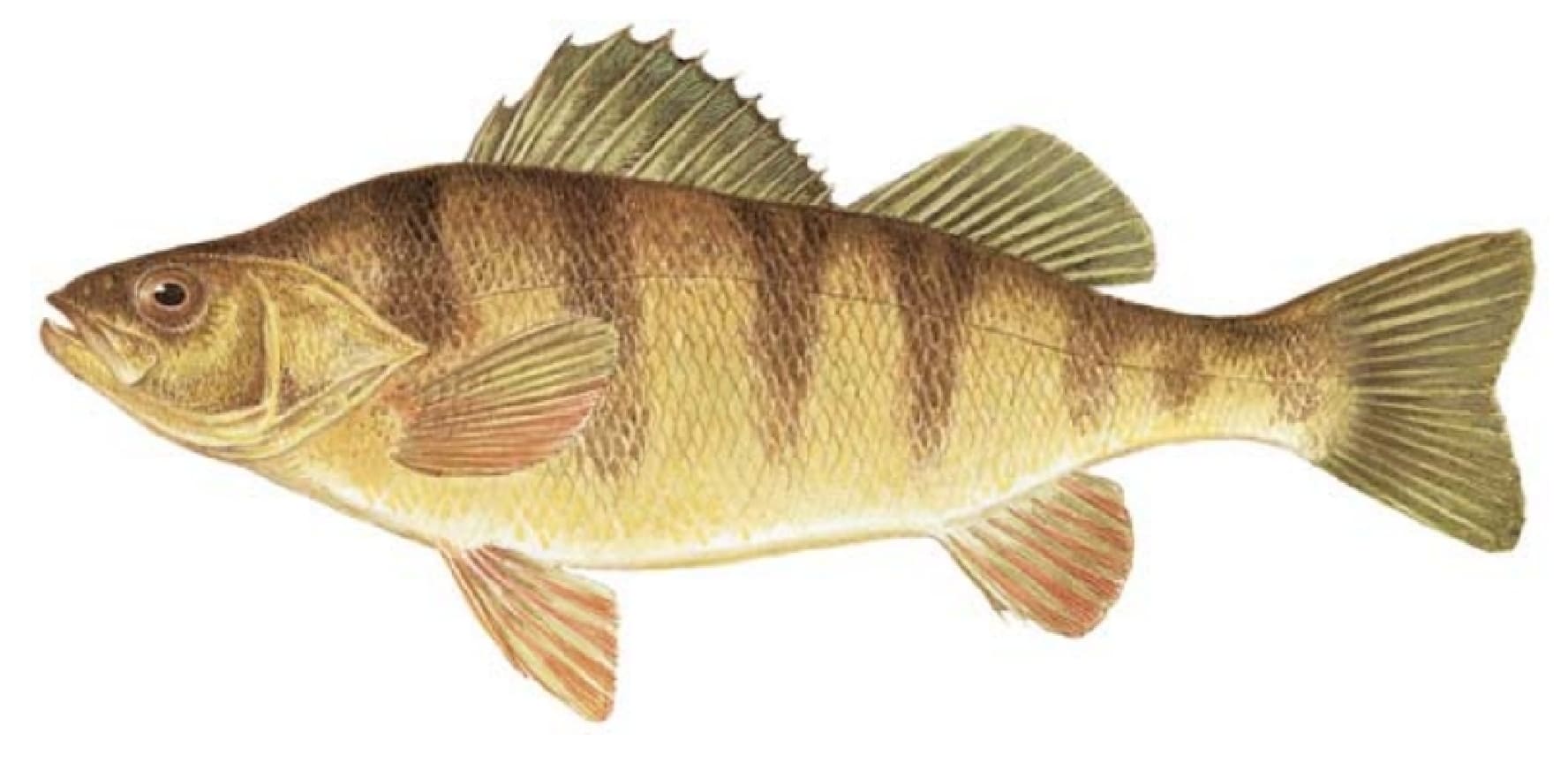 Perch, Yellow