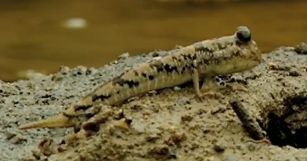 Gold-spotted mudskipper