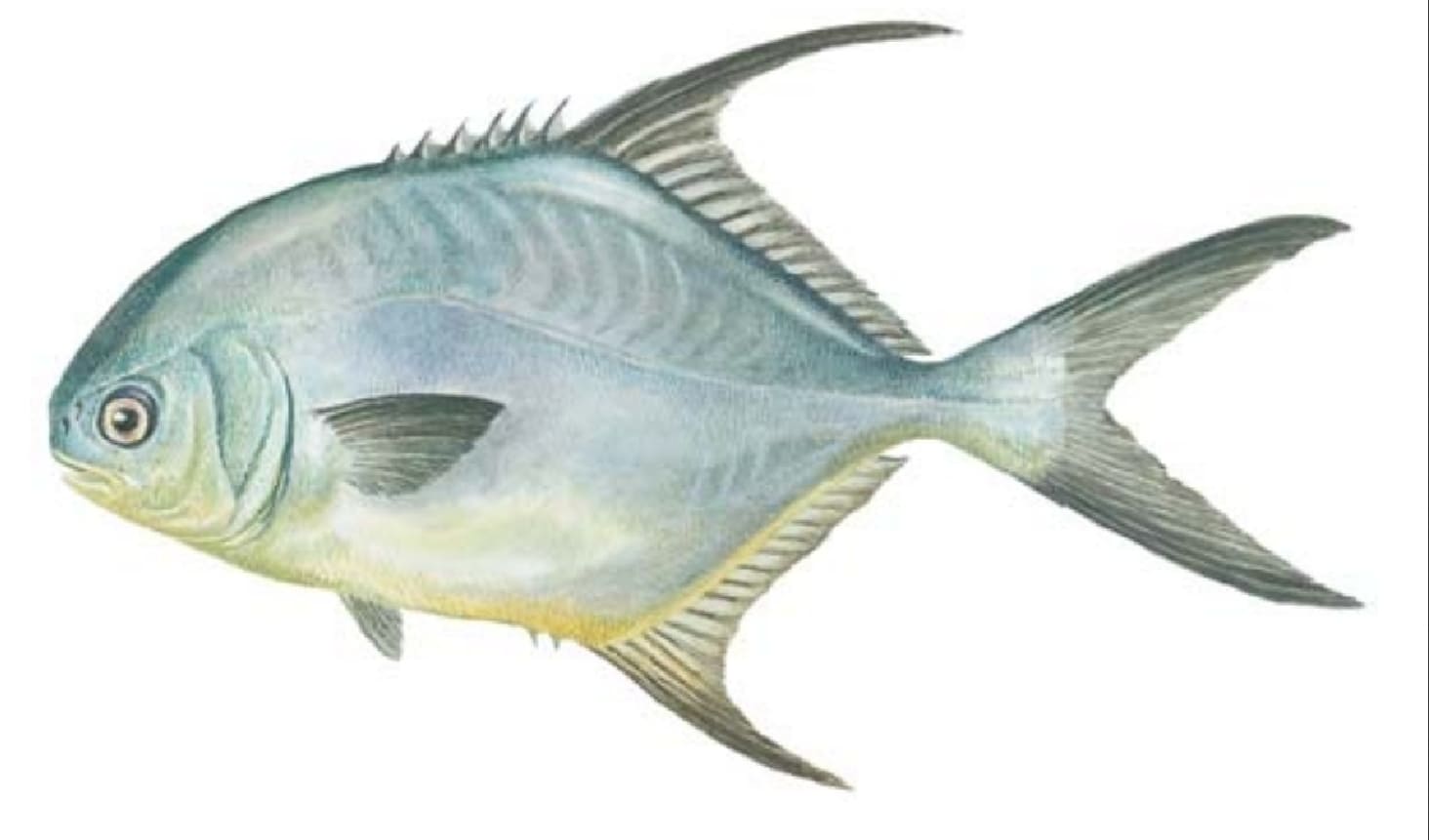 Permit
