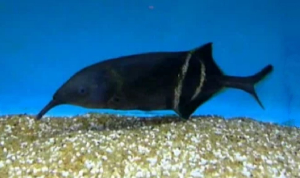 Peters's elephant-nose fish