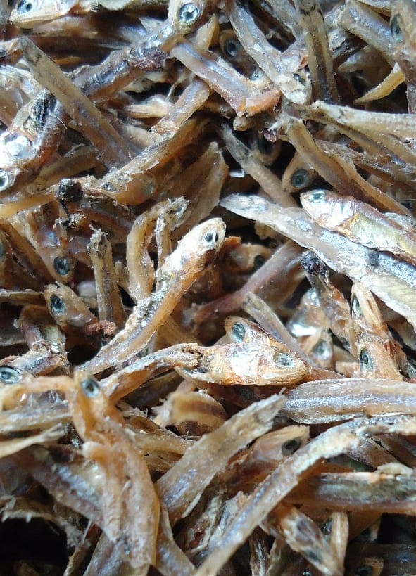 Philippine anchovy
