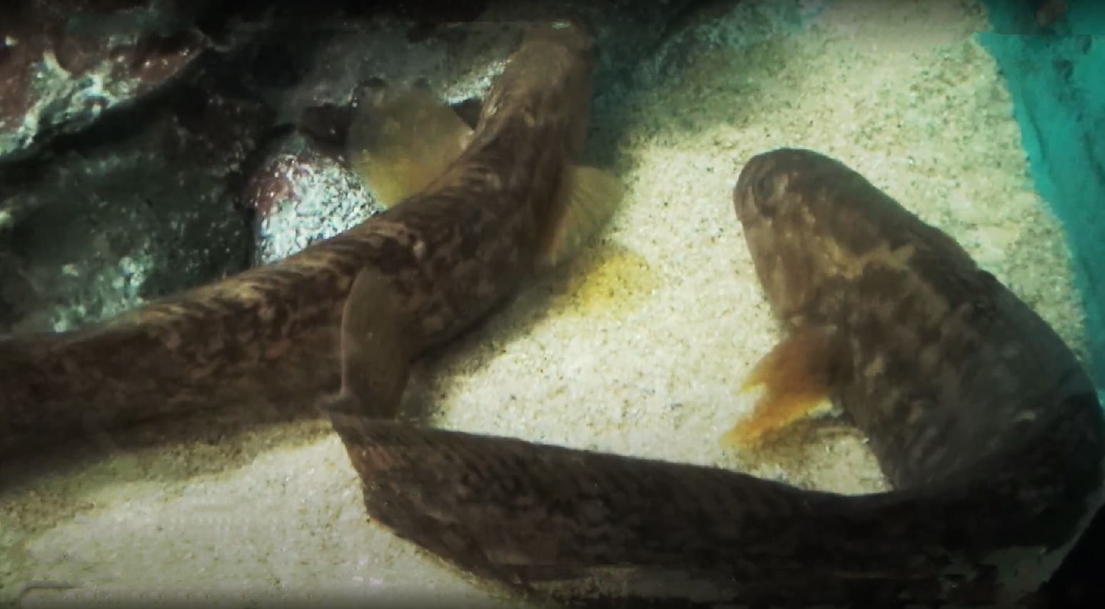 Pholidapus dybowskii