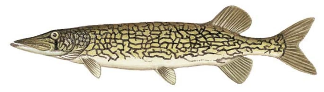 Pickerel, Chain