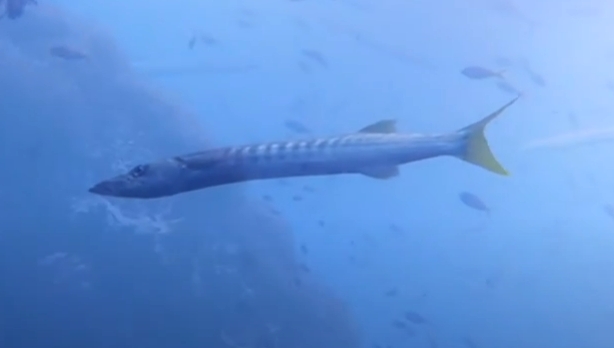 Pickhandle barracuda